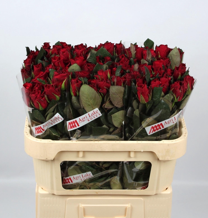 <h4>R GR RED TACAZZI+</h4>