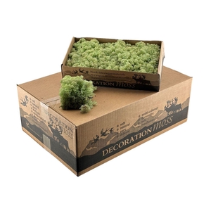 Ijslandsmos Mint Groen