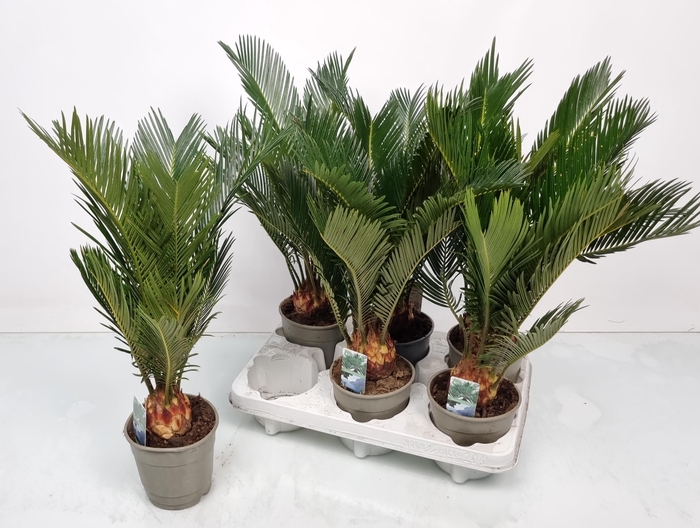 <h4>CYCAS REVOLUTA</h4>