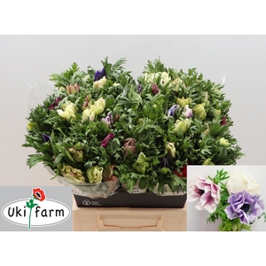 ANEM CO GALIL PASTEL