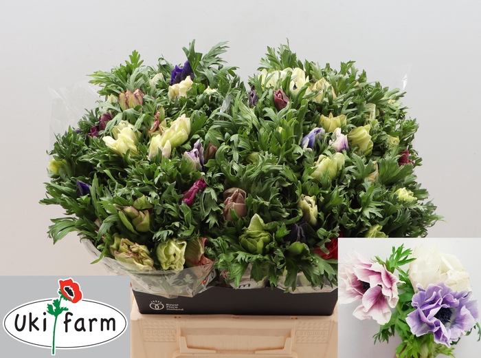 <h4>ANEM CO GALIL PASTEL</h4>