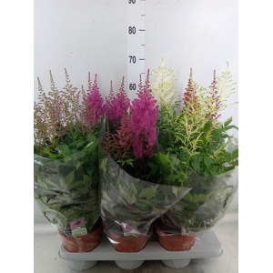 Astilbe   ...mix 4