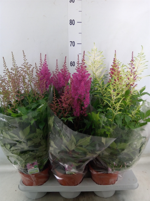 <h4>Astilbe   ...mix 4</h4>