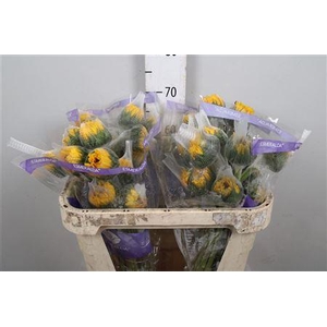 Heli Vincent S Fresh