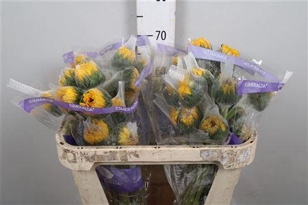 Heli Vincent's Fresh