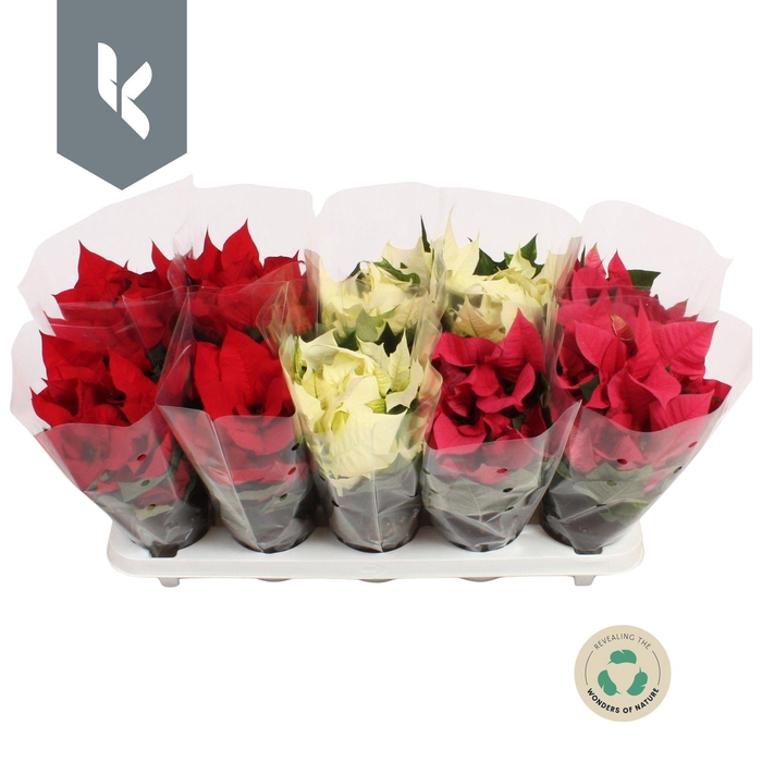 <h4>Poinsettia mix tray Rood - Roze - Wit</h4>