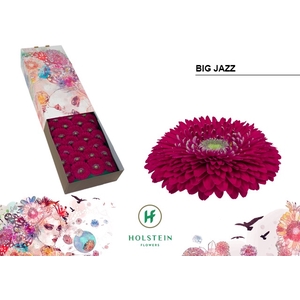 Gerbera Pomponi Big Jazz Half doos