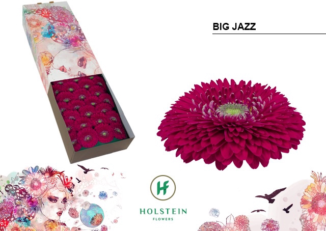 <h4>Gerbera Pomponi Big Jazz Doos</h4>