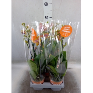 Phalaenopsis multi. 'Ant Bolgheri'