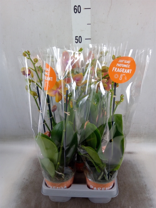 <h4>Phalaenopsis multi. 'Ant Bolgheri'</h4>