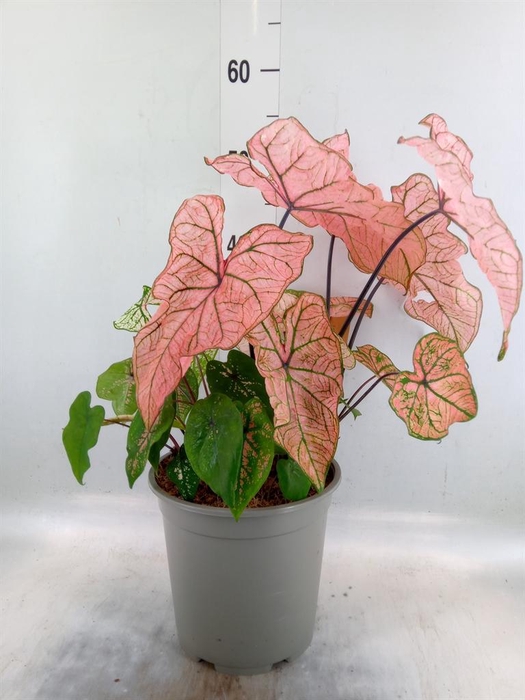 <h4>Caladium   ...</h4>