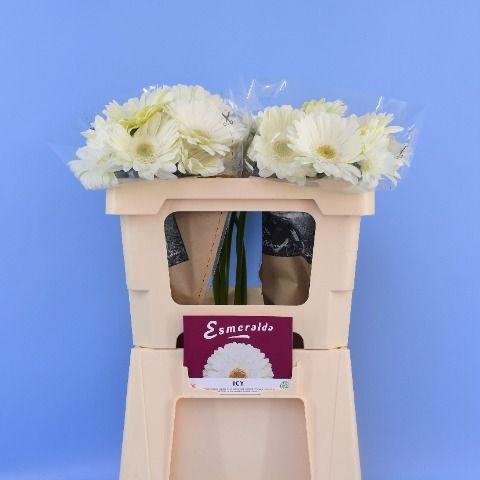 <h4>GE GR TER ICY</h4>