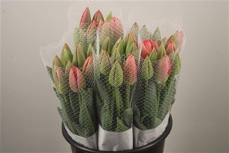 <h4>Tu Fr En Pink Pride</h4>