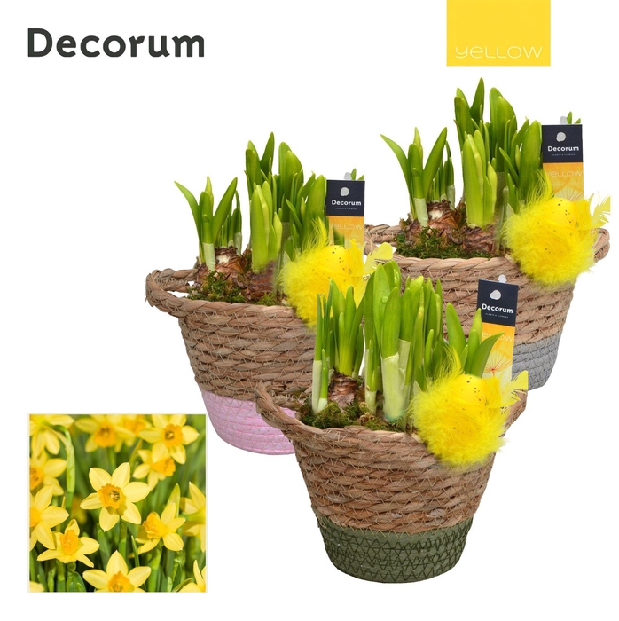 <h4>Narcis Basket Colour HL14865 [YELLOW]</h4>