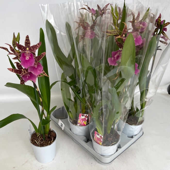 <h4>BRASSIA SUMMER DREAM</h4>