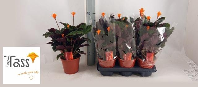 <h4>CALAT CROCATA</h4>