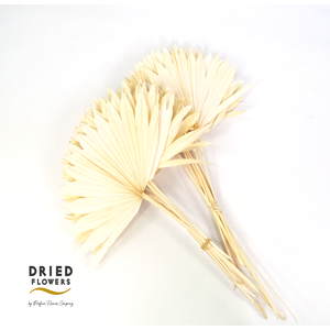 Dried Bleached Sun Spear