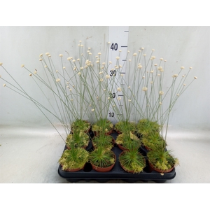 Synchonanthus  'Mikado'