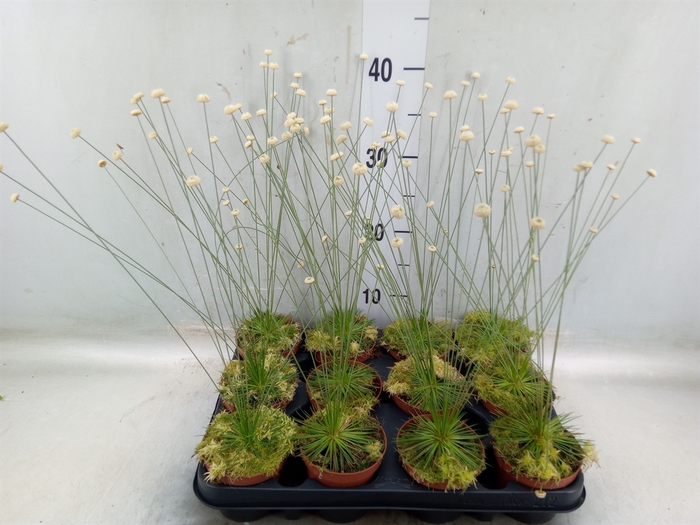 <h4>Synchonanthus  'Mikado'</h4>