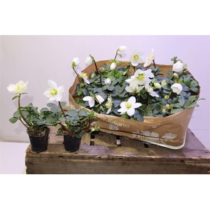 arr8 Hell Ni Chr Carol