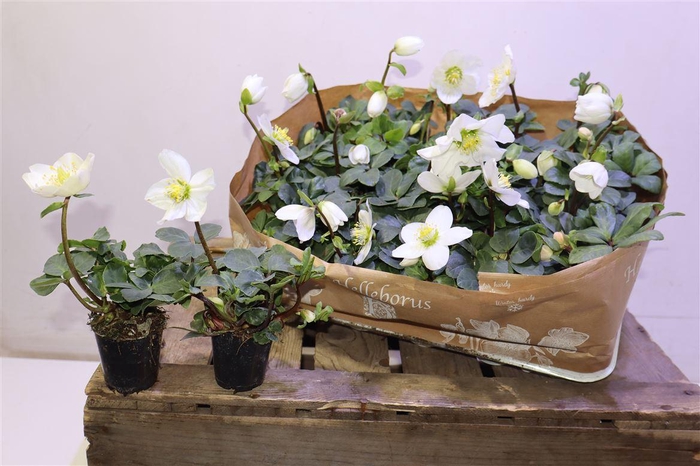 <h4>Hell Ni Chr Carol</h4>