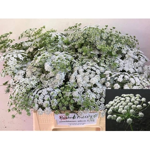 AMMI MAJUS