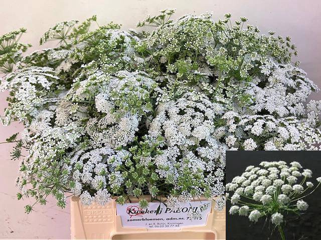 <h4>AMMI MAJUS</h4>