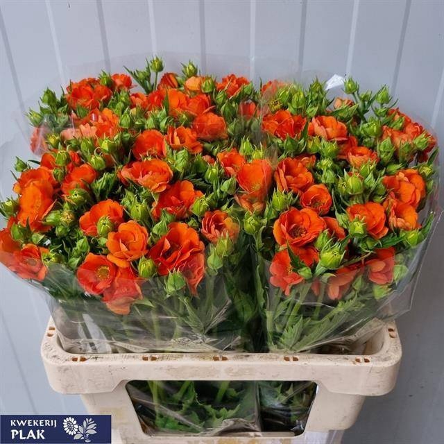 <h4>GEUM TROPIC TEMPEST</h4>