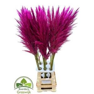 Corta Selloan Klb Fuchsia