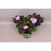Impatiens N.G.ClockWork Lavender