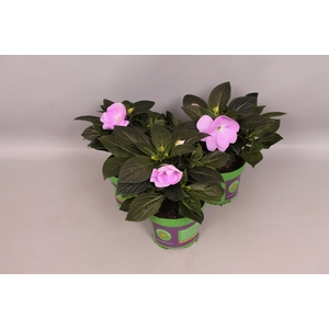 Impatiens N.G.ClockWork Lavender
