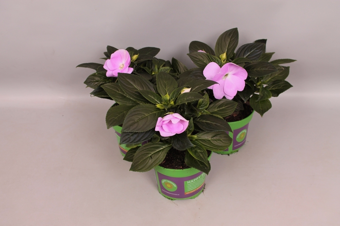 <h4>Impatiens N.G.ClockWork Lavender</h4>