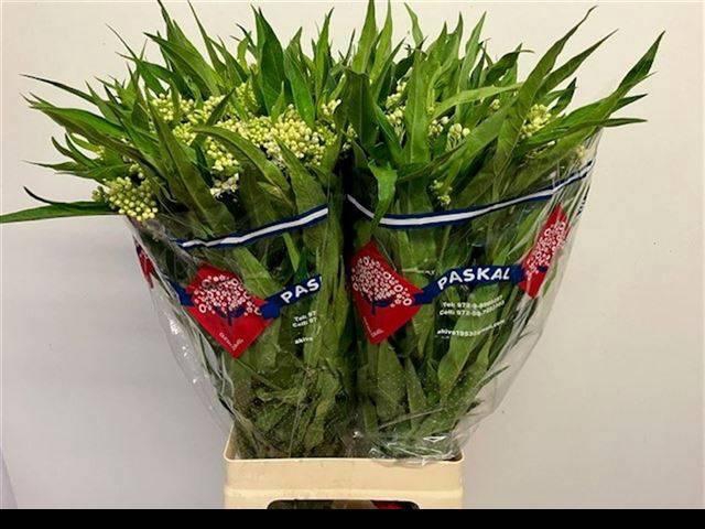 <h4>ASCL INC ICE BALLET</h4>