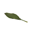 Aspidistra Vacuum 40 Cm X5