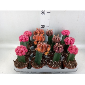 Gymnocalycium mihanov. 'Brasil'