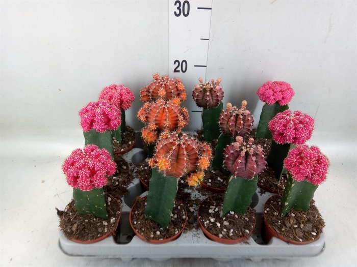 <h4>Gymnocalycium mihanov. 'Brasil'</h4>