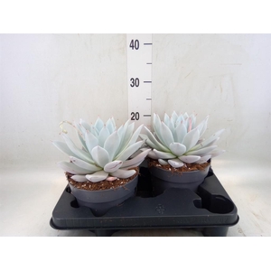 Echeveria  'Mexican Giant'