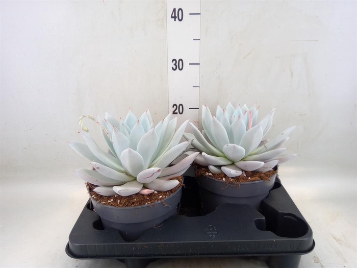 <h4>Echeveria  'Mexican Giant'</h4>
