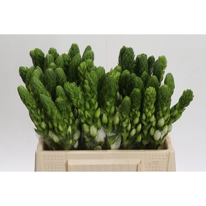 Ornithogalum Thyrsoides Milky Way