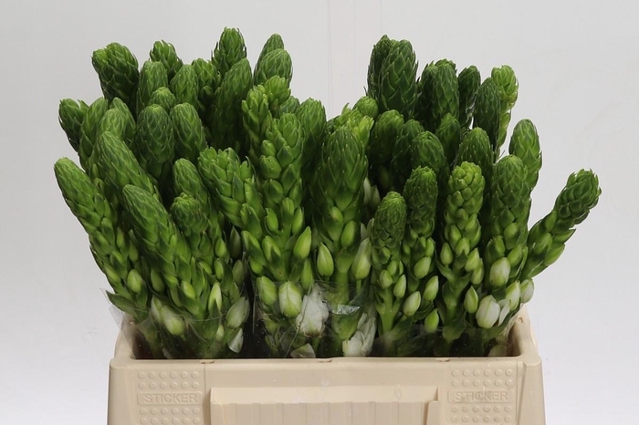 <h4>Ornithogalum Thyrsoides Milky Way</h4>
