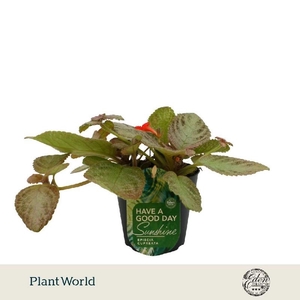 Episcia Overig Tierra Plata
