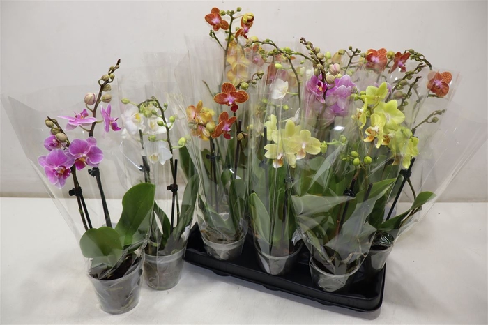 <h4>Phal Gem 4 Kl</h4>