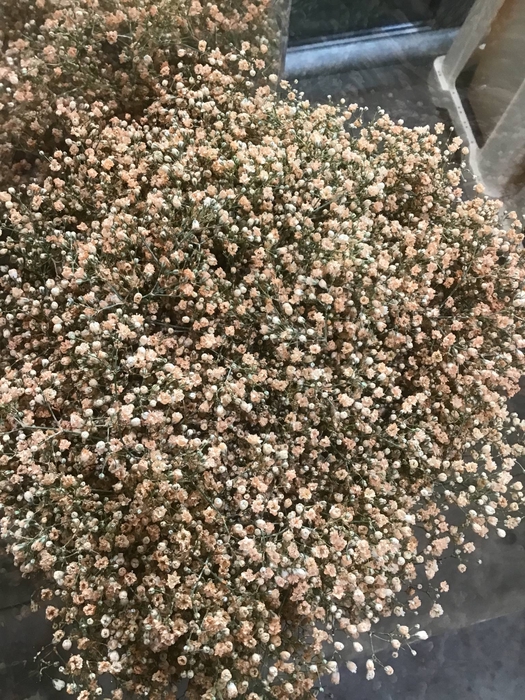 GYPS MILLION KLB APRICOT