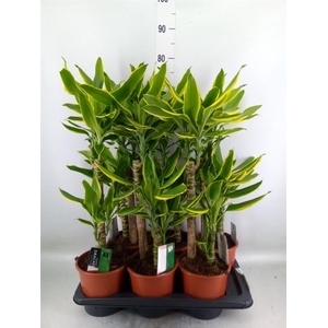 Dracaena frag. 'Golden Coast'