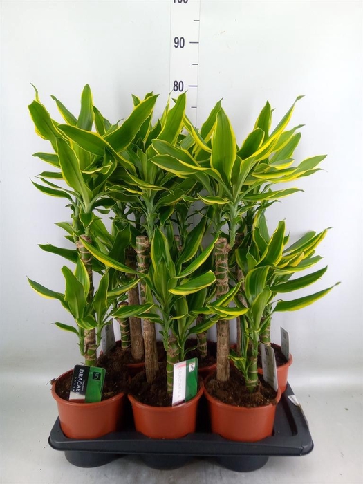 <h4>Dracaena frag. 'Golden Coast'</h4>