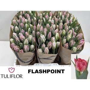 TU DU FLASH POINT