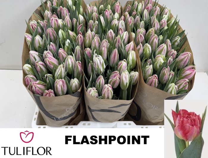 <h4>TU DU FLASH POINT</h4>