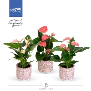 Anthurium - KARMA Pink Mix | Pot Florence Rose Gold | Veenvrij