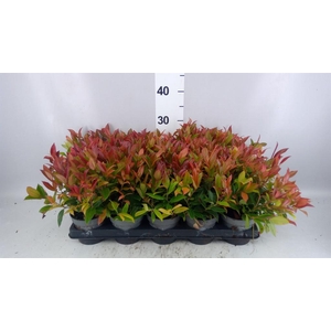 Leucothoe axillaris 'Zeblid'