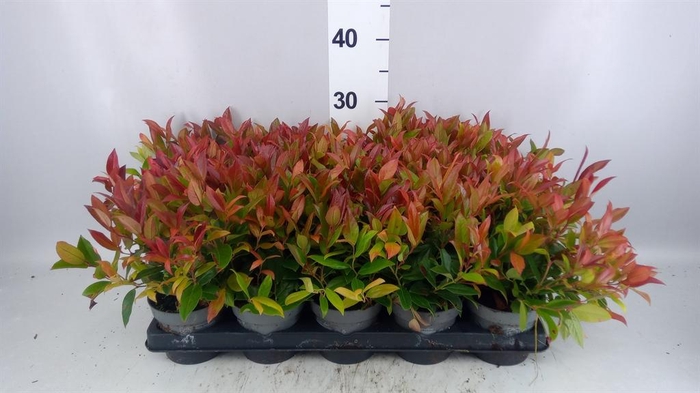 <h4>Leucothoe axillaris 'Zeblid'</h4>